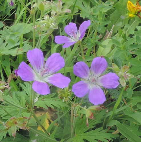 Geranium sylvaticum